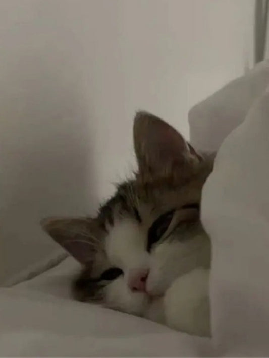 Un gato dormido entre las sábanas, en un mes en el que todo cambia a la vez
